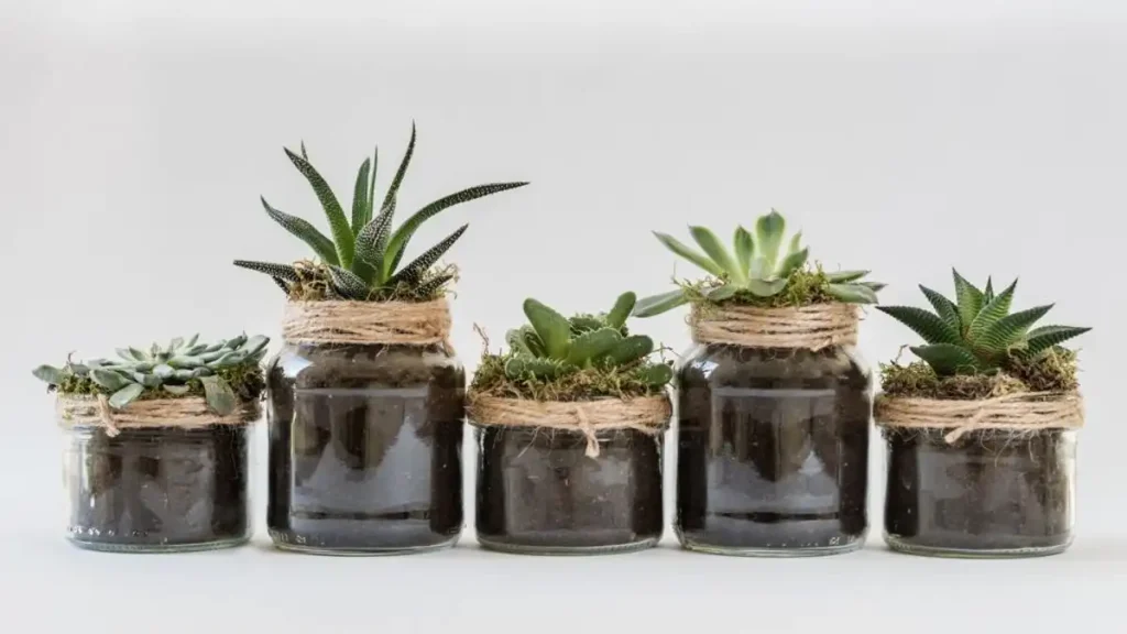 Vaso de planta ecológico, como e o que fazer com os potes usados