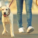 Quais os benefícios de passear com cachorro? Seu dog mais feliz!