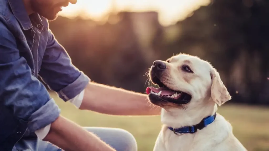 Quais os benefícios de levar seu cão para caminhar? Seu dog mais feliz!