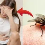 Como é transmitida a virose da mosca? Quanto tempo dura?